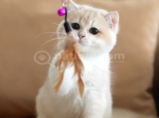British Shorthair Scrli Veya Pet Cy12 Erkek görsel