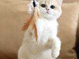 British Shorthair Scrli Veya Pet Cy12 Erkek