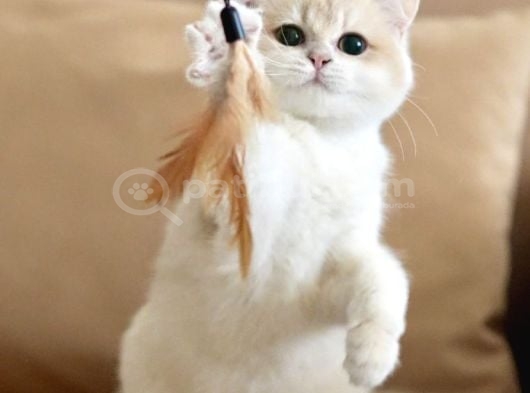 British Shorthair Scrli Veya Pet Cy12 Erkek görsel