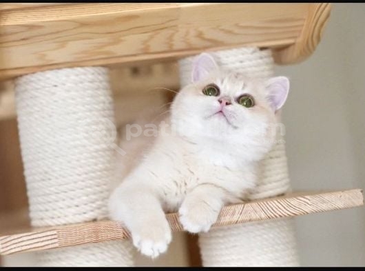 British Shorthair Scrli Veya Pet Cy12 Erkek