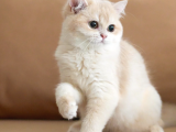 British Shorthair Scrli Veya Pet Cy12 Erkek