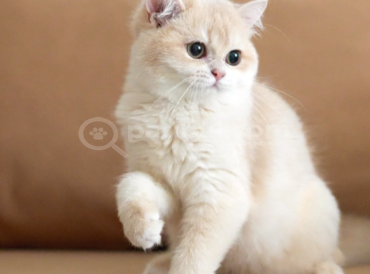British Shorthair Scrli Veya Pet Cy12 Erkek görsel