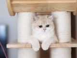 British Shorthair Scrli Veya Pet Cy12 Erkek