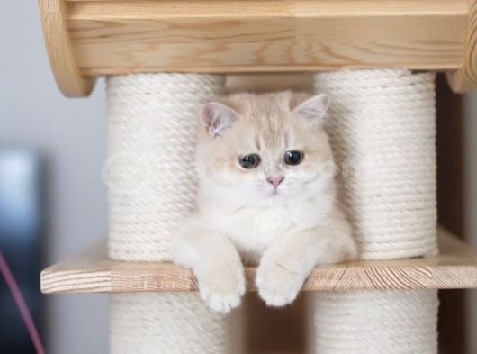 British Shorthair Scrli Veya Pet Cy12 Erkek görsel