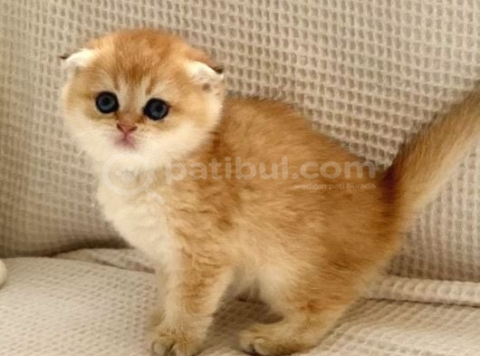 Golden Ny12 Safkan Ayıcık Suratlı Zğm Bakışlı Bebek Pren görsel