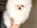Baby Sürat Üst Kali̇te Di̇şi̇