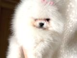 Baby Sürat Üst Kali̇te Di̇şi̇