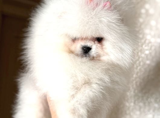 Baby Sürat Üst Kali̇te Di̇şi̇