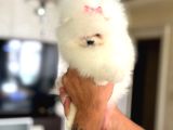 Baby Sürat Üst Kali̇te Di̇şi̇