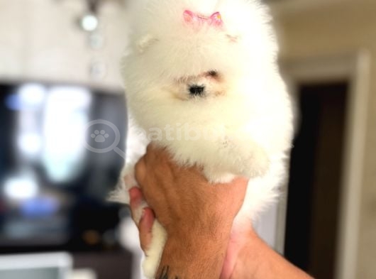 Baby Sürat Üst Kali̇te Di̇şi̇ görsel