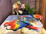 Mi̇kroçi̇pli̇ Bebek Scarlet Macaw Yavrularimiz