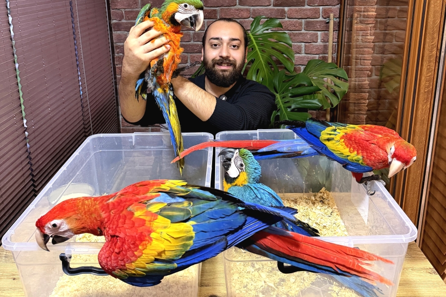 MİkroÇİplİ Bebek Scarlet Macaw Yavrularimiz