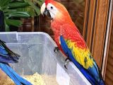 Mi̇kroçi̇pli̇ Bebek Scarlet Macaw Yavrularimiz