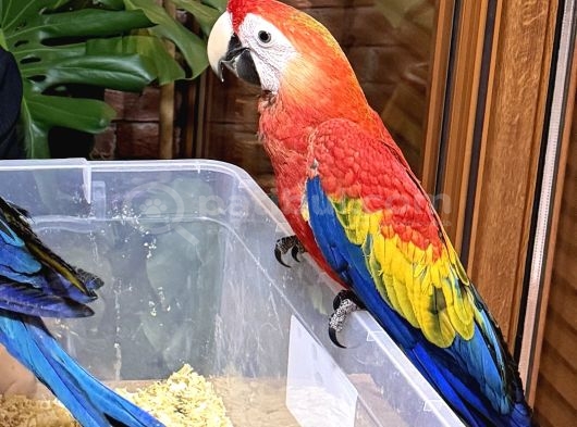 Mi̇kroçi̇pli̇ Bebek Scarlet Macaw Yavrularimiz görsel
