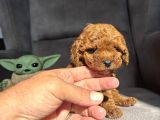 Teacup Garantili Toy Poodle Kızımız