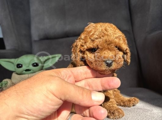 Teacup Garantili Toy Poodle Kızımız görsel