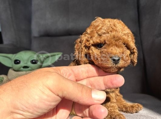 Teacup Garantili Toy Poodle Kızımız görsel