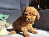 Teacup Garantili Toy Poodle Kızımız