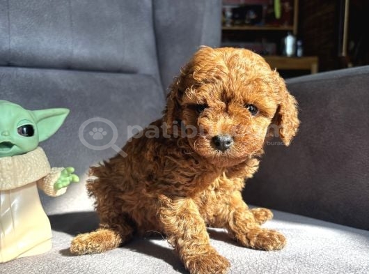 Teacup Garantili Toy Poodle Kızımız görsel