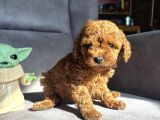 Teacup Garantili Toy Poodle Kızımız