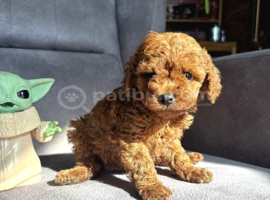 Teacup Garantili Toy Poodle Kızımız görsel