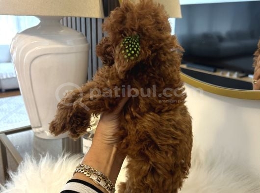 Süslü Toy Kızım görsel