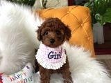 Toy Poodle Yavrularimiz