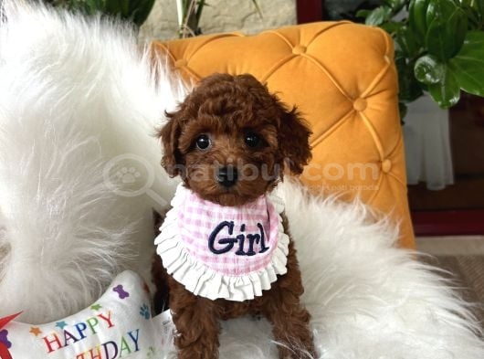 Toy Poodle Yavrularimiz