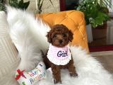 Toy Poodle Yavrularimiz