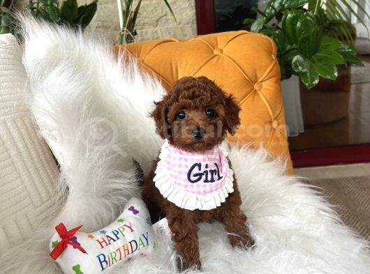 Toy Poodle Yavrularimiz görsel