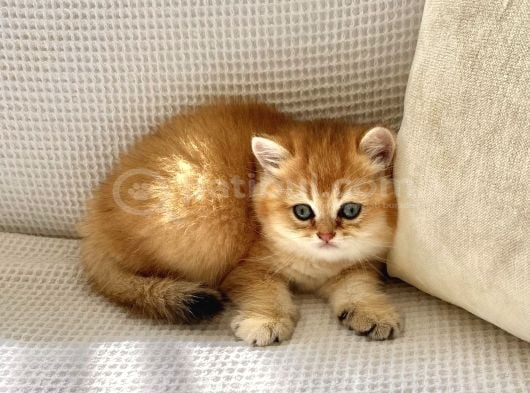 Safkan Golden Ny12 Ayıcık Suratlı Zümrüt Gözlü Bebek görsel