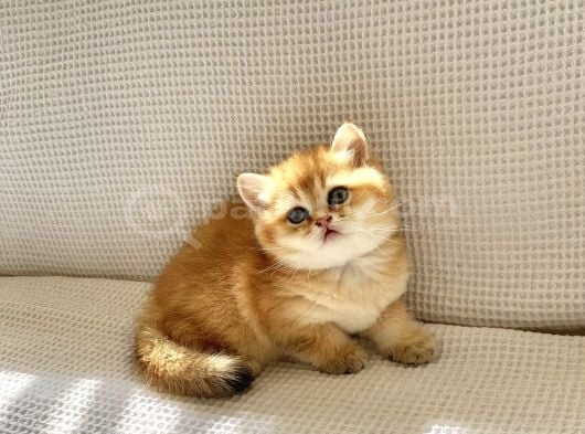 Safkan Golden Ny12 Ayıcık Suratlı Zümrüt Gözlü Bebek görsel