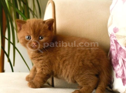 Nadi̇r Bulunan Chocolate British Yavru görsel