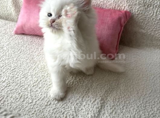 En nadir bulunan renk pembe burun longhair