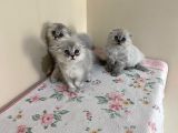 Scottish Longhair Sağlıklı Yavrular