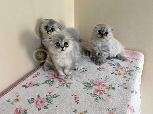 Scottish Longhair Sağlıklı Yavrular görsel