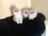 Scottish Longhair Sağlıklı Yavrular