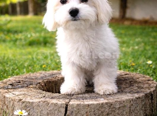 Sevgi Köpeği Maltese Yavrular görsel