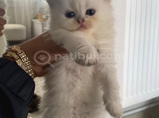 Longhair Yavrularimiz Hazir görsel