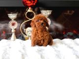 Orjinal Toy Poodle Erkek Dişi Red Yavru Şecereli Anne Baba