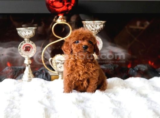 Orjinal Toy Poodle Erkek Dişi Red Yavru Şecereli Anne Baba görsel