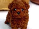 Teacup Babadan Teacup Poodle Bebekler