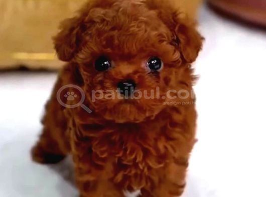 Teacup Babadan Teacup Poodle Bebekler görsel
