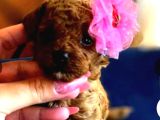 Teacup Babadan Teacup Poodle Bebekler