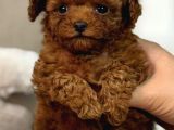 Oyuncak Bebek Toy Poodle