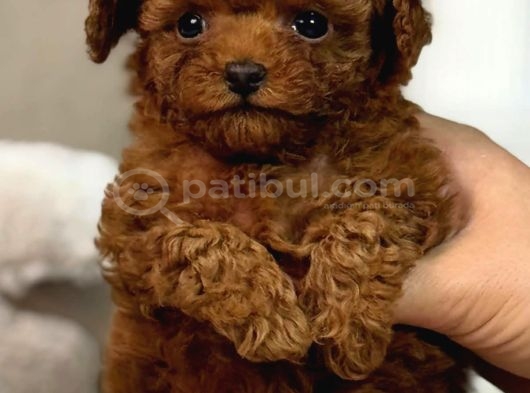 Oyuncak Bebek Toy Poodle görsel