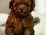 Oyuncak Bebek Toy Poodle