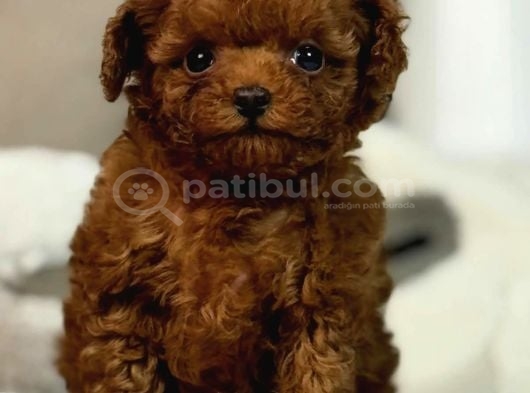 Oyuncak Bebek Toy Poodle
