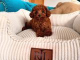 Aşıları Tam Teslime Hazır Orjinal Toypoodle