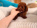 Aşıları Tam Teslime Hazır Orjinal Toypoodle